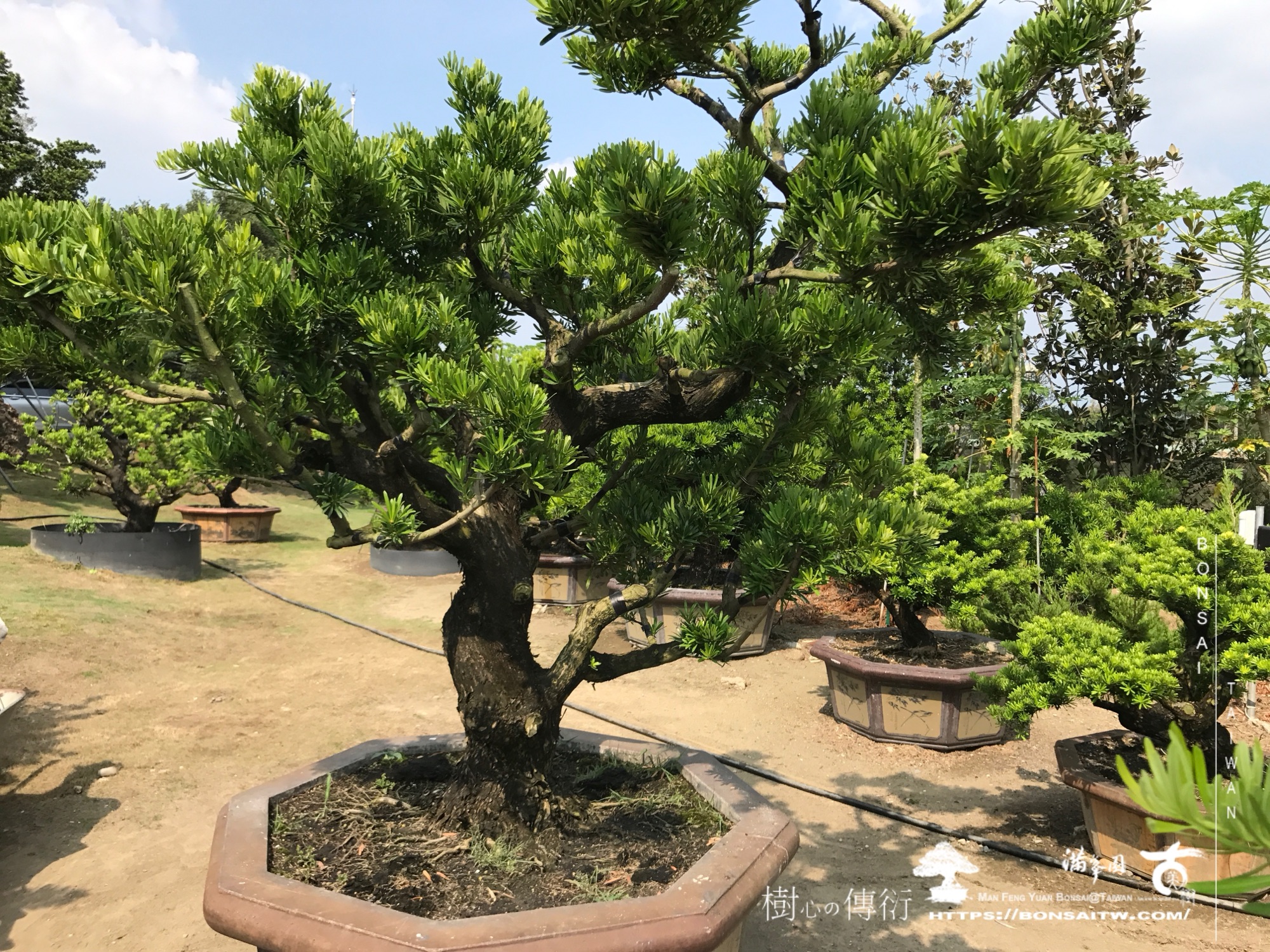 img 1918 1 [晶鑽羅漢松]等待，是為了下一次的蛻變(124) 蛻變專題(The plan)