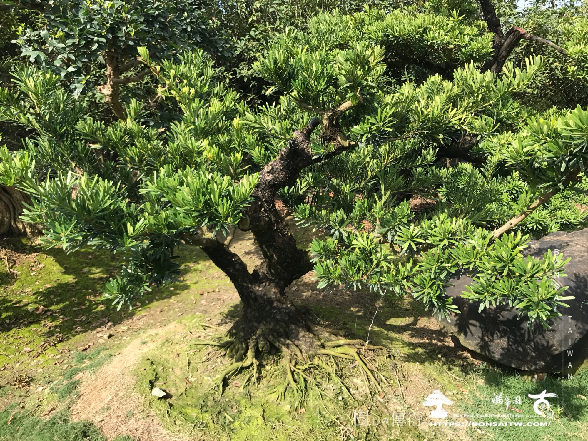 img 1925 1 [晶鑽羅漢松]等待，是為了下一次的蛻變(127) 盆栽(Bonsai)