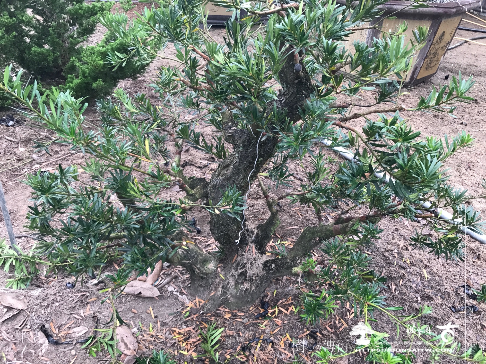 img 1935 1 [晶鑽羅漢松]等待，是為了下一次的蛻變(126) 盆栽(Bonsai)