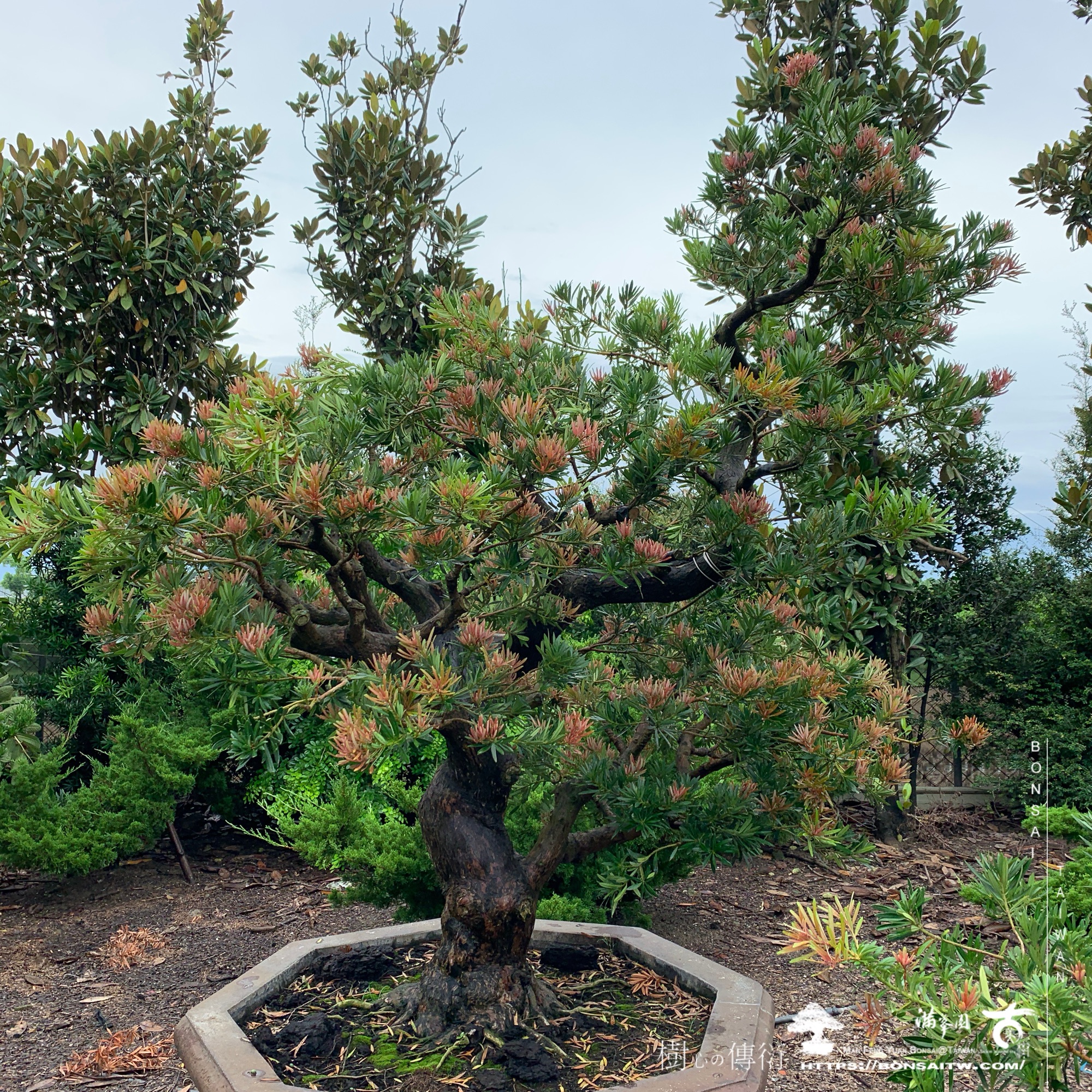 img 1943 1 [晶鑽羅漢松]等待，是為了下一次的蛻變(124) 蛻變專題(The plan)