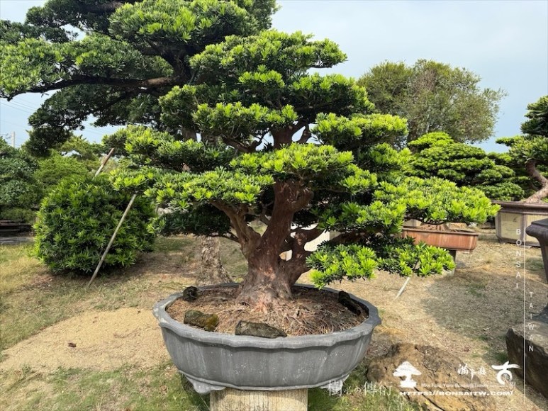img 1979 1 [晶鑽羅漢松]等待，是為了下一次的蛻變(128) 盆栽(Bonsai)