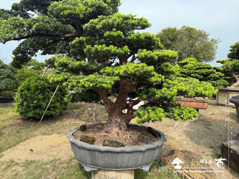 img 1979 1 [晶鑽羅漢松]等待，是為了下一次的蛻變(128) 盆栽(Bonsai)