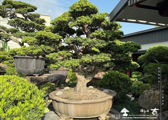 img 2121 1 [羅漢松]等待，是為了下一次的蛻變(121) 蛻變專題(The plan)