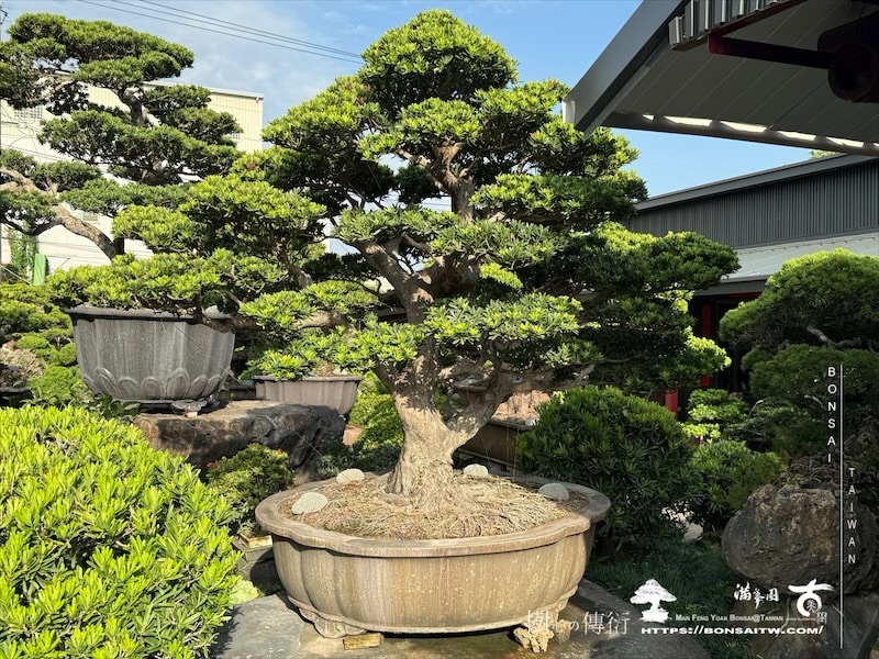 img 2121 1 [羅漢松]等待，是為了下一次的蛻變(121) 蛻變專題(The plan)