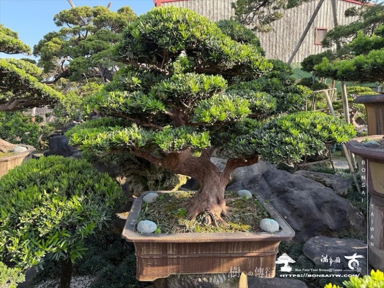 img 2127 1 [羅漢松]等待，是為了下一次的蛻變(118) 盆栽(Bonsai)