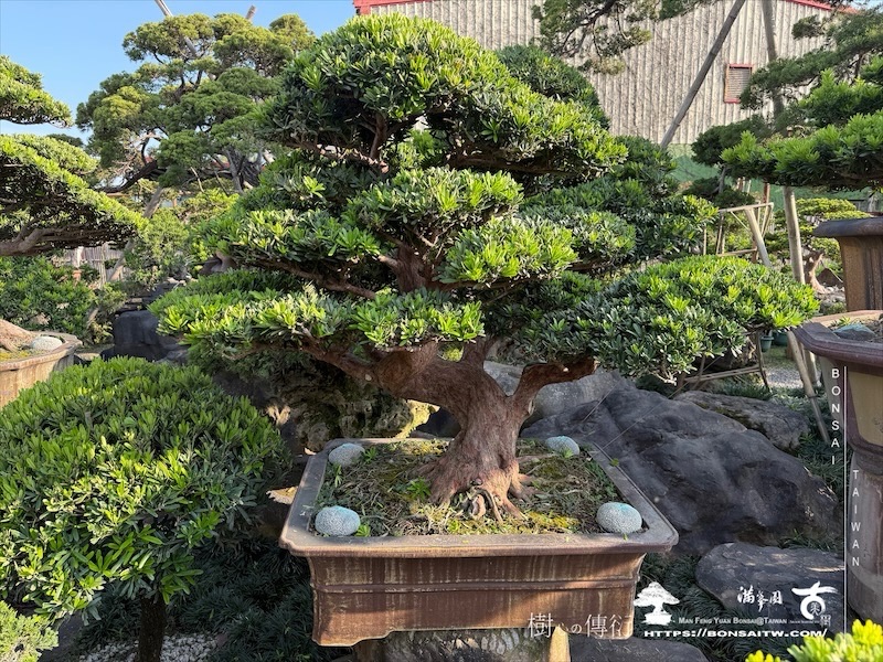 img 2127 1 [羅漢松]等待，是為了下一次的蛻變(118) 盆栽(Bonsai)