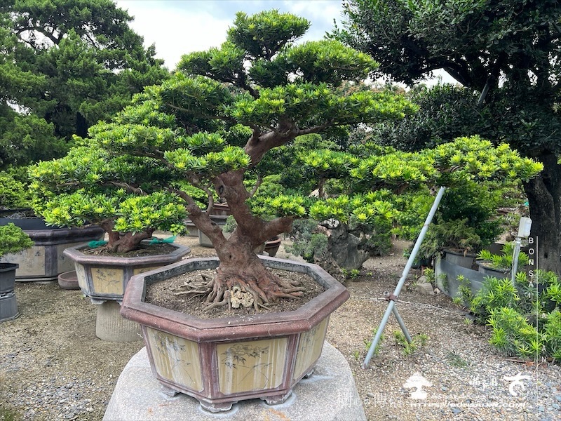 img 2225 1 [晶鑽羅漢松]等待，是為了下一次的蛻變(127) 盆栽(Bonsai)