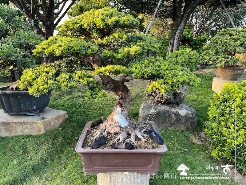 img 2240 1 [晶鑽羅漢松]等待，是為了下一次的蛻變(129) 盆栽(Bonsai)