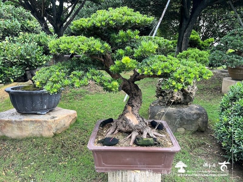 img 2268 1 [晶鑽羅漢松]等待，是為了下一次的蛻變(129) 盆栽(Bonsai)