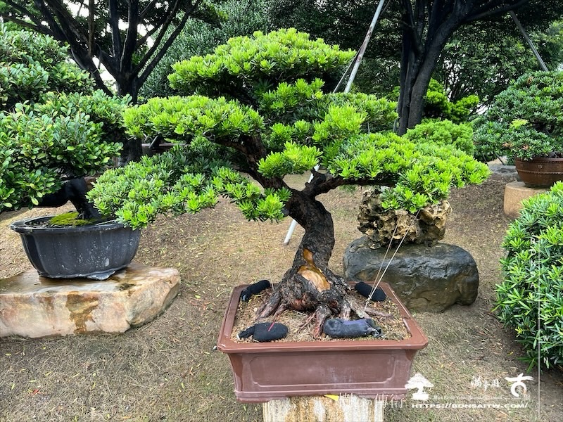 img 2273 1 [晶鑽羅漢松]等待，是為了下一次的蛻變(129) 盆栽(Bonsai)