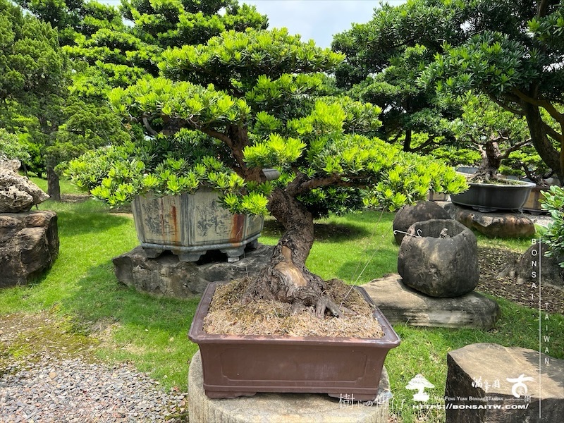 img 2275 1 [晶鑽羅漢松]等待，是為了下一次的蛻變(129) 盆栽(Bonsai)