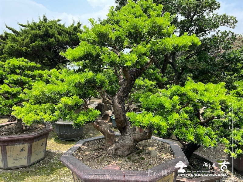img 2276 1 [晶鑽羅漢松]等待，是為了下一次的蛻變(126) 盆栽(Bonsai)