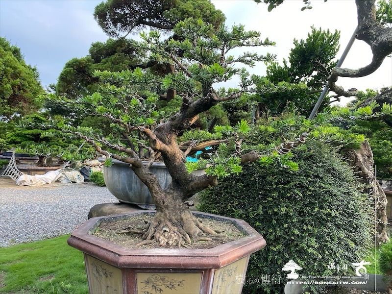 img 2286 1 [晶鑽羅漢松]等待，是為了下一次的蛻變(127) 盆栽(Bonsai)