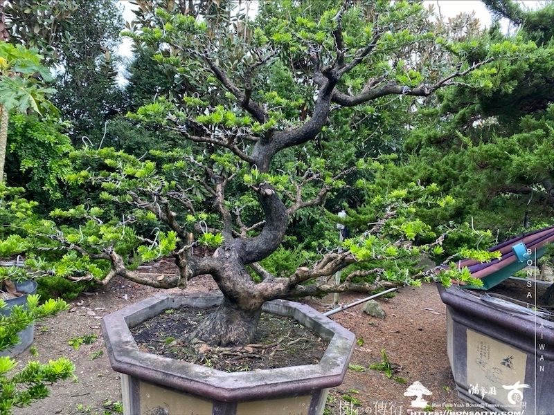 img 2288 1 [晶鑽羅漢松]等待，是為了下一次的蛻變(125) 蛻變專題(The plan)