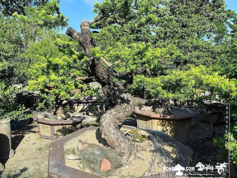 img 2290 1 [晶鑽羅漢松]等待，是為了下一次的蛻變(130) 蛻變專題(The plan)