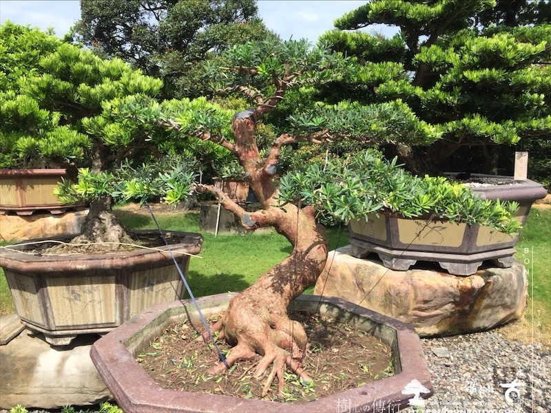 img 2300 1 [晶鑽羅漢松]等待，是為了下一次的蛻變(129) 盆栽(Bonsai)