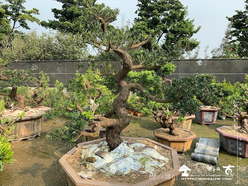 img 2302 1 1 [晶鑽羅漢松]等待，是為了下一次的蛻變(132) 蛻變專題(The plan)