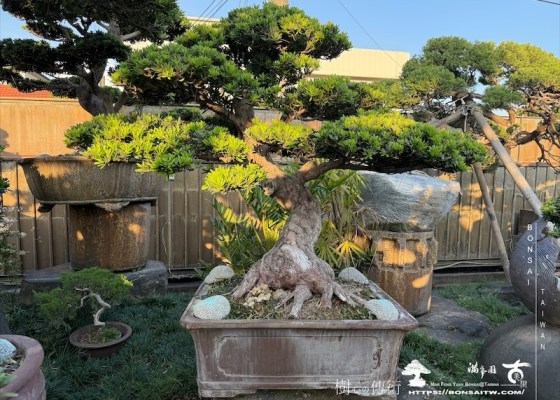 img 2306 1 [晶鑽羅漢松]等待，是為了下一次的蛻變(129) 素材(Material)