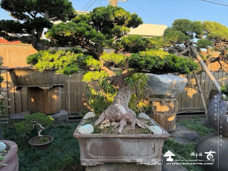 img 2306 1 [晶鑽羅漢松]等待，是為了下一次的蛻變(129) 盆栽(Bonsai)