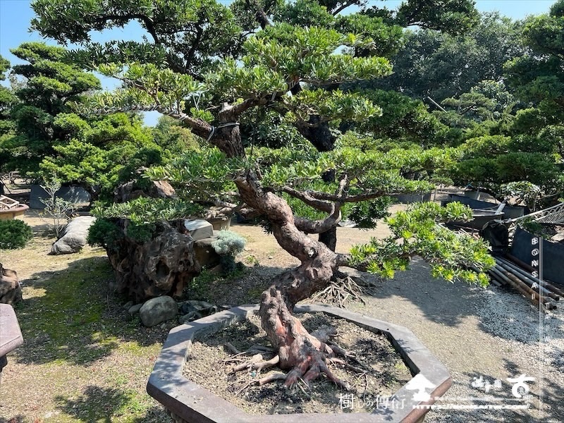 img 2916 1 [晶鑽羅漢松]等待，是為了下一次的蛻變(130) 蛻變專題(The plan)