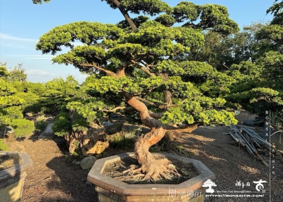 img 2919 1 [晶鑽羅漢松]等待，是為了下一次的蛻變(130) 羅漢松(Podocarpus costalis)