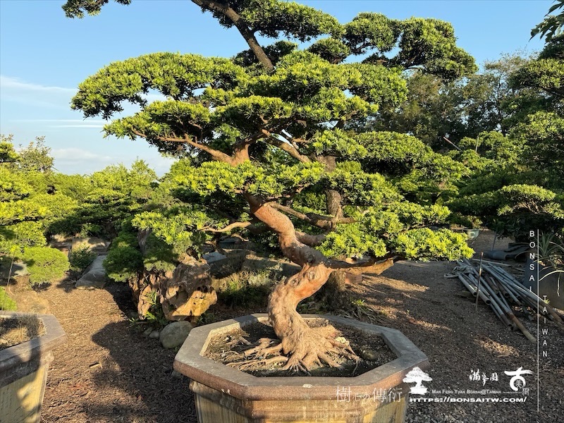 img 2919 1 [晶鑽羅漢松]等待，是為了下一次的蛻變(130) 蛻變專題(The plan)