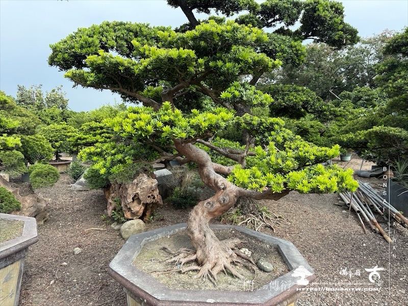 img 2920 1 [晶鑽羅漢松]等待，是為了下一次的蛻變(130) 蛻變專題(The plan)