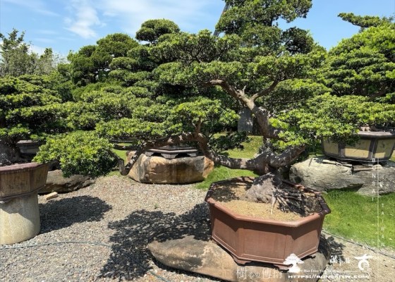 img 3465 1 [晶鑽羅漢松]等待，是為了下一次的蛻變(72) 晶鑽羅漢松(diamond)