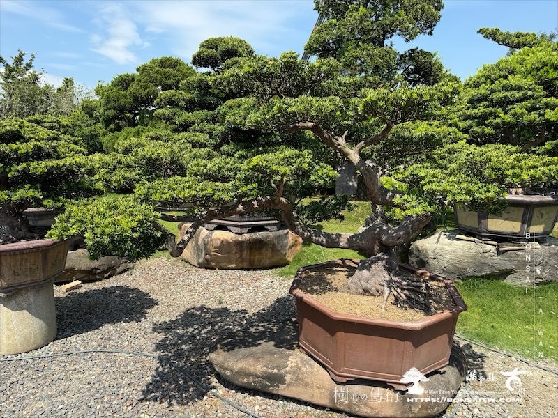 img 3465 1 [晶鑽羅漢松]等待，是為了下一次的蛻變(72) 蛻變專題(The plan)