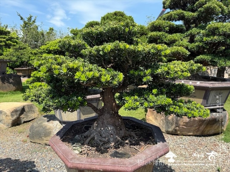img 3466 1 [晶鑽羅漢松]等待，是為了下一次的蛻變(93) 盆栽(Bonsai)