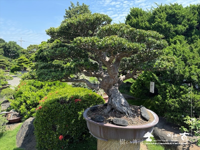 img 3468 1 [晶鑽羅漢松]等待，是為了下一次的蛻變(71) 盆栽(Bonsai)