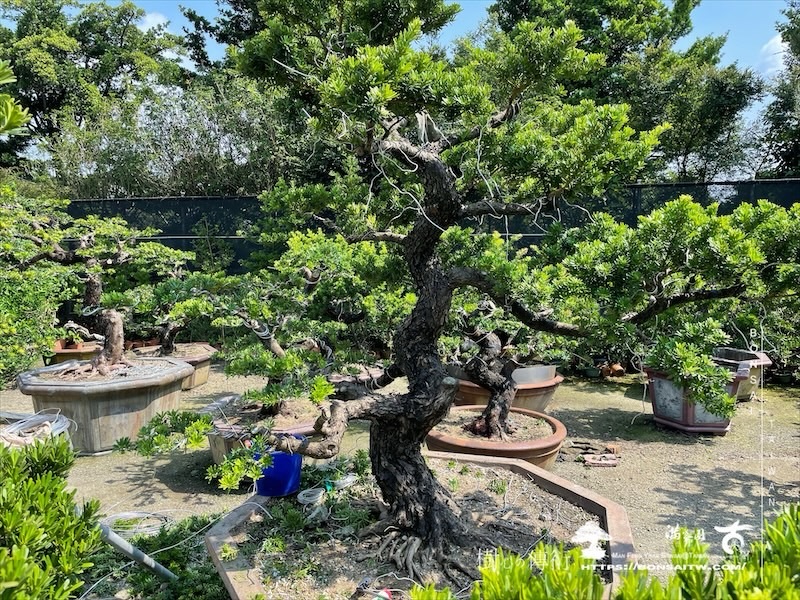 img 3548 1 [晶鑽羅漢松]等待，是為了下一次的蛻變(132) 蛻變專題(The plan)