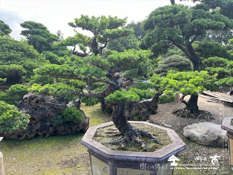 img 3561 1 [晶鑽羅漢松]等待，是為了下一次的蛻變(131) 蛻變專題(The plan)