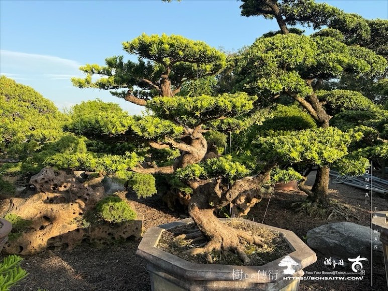 img 3573 1 [晶鑽羅漢松]等待，是為了下一次的蛻變(131) 蛻變專題(The plan)