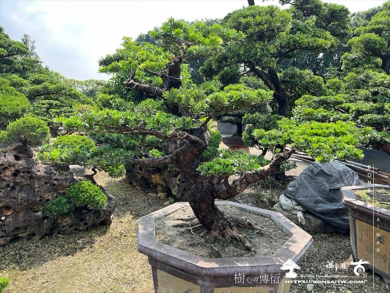 img 3612 1 [晶鑽羅漢松]等待，是為了下一次的蛻變(131) 蛻變專題(The plan)