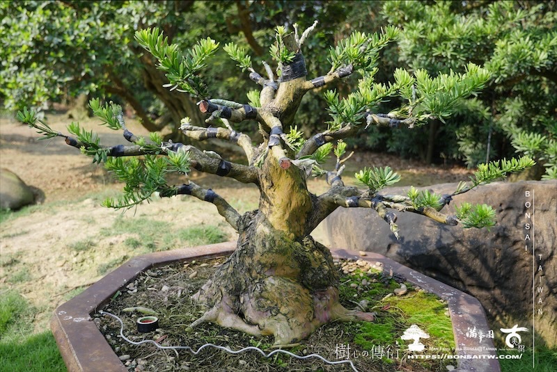 img 3615 1 [晶鑽羅漢松]等待，是為了下一次的蛻變(93) 盆栽(Bonsai)