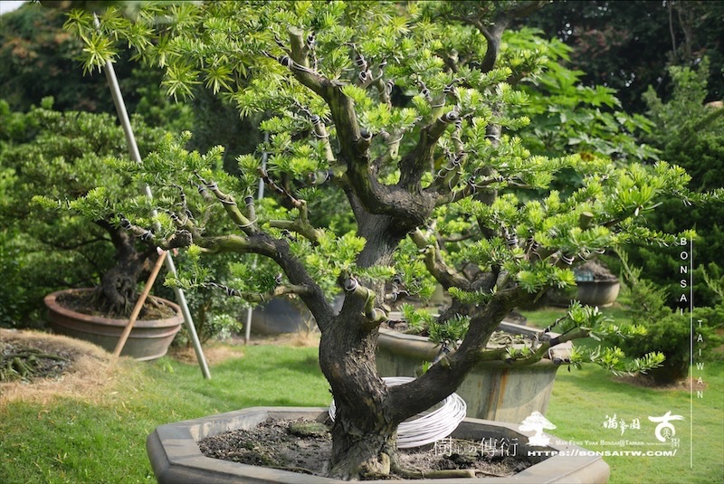 img 3949 1 [羅漢松]等待，是為了下一次的蛻變(121) 蛻變專題(The plan)