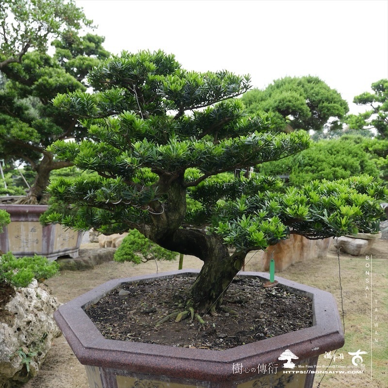 img 3950 1 [羅漢松]等待，是為了下一次的蛻變(118) 盆栽(Bonsai)