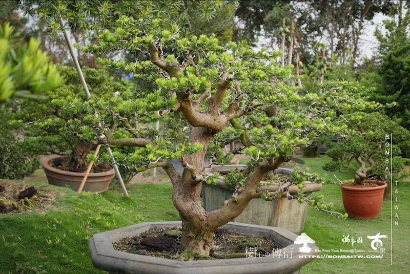 img 3951 1 [羅漢松]等待，是為了下一次的蛻變(121) 蛻變專題(The plan)