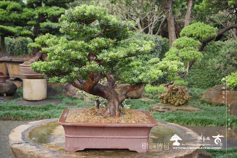 img 3953 1 [羅漢松]等待，是為了下一次的蛻變(118) 盆栽(Bonsai)