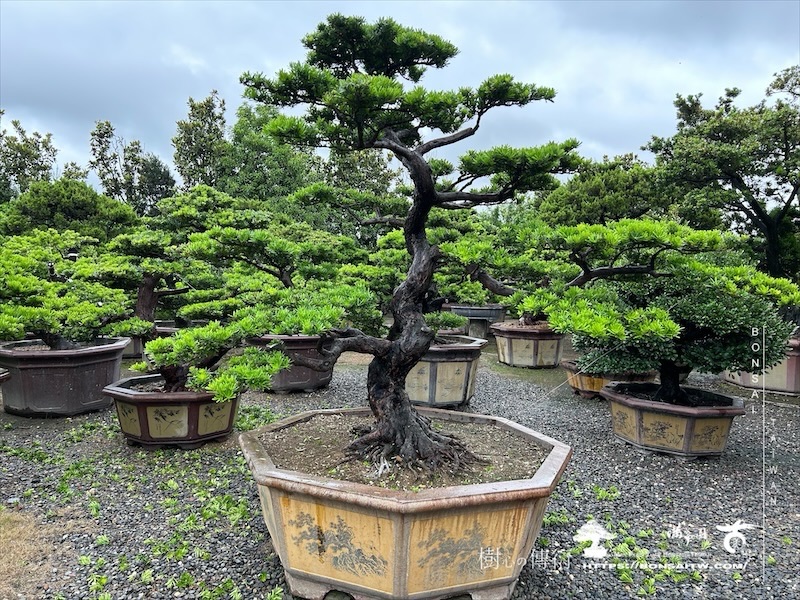 img 3957 1 [晶鑽羅漢松]等待，是為了下一次的蛻變(132) 蛻變專題(The plan)