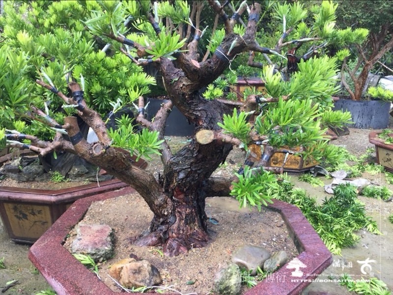 img 3958 1 [晶鑽羅漢松]等待，是為了下一次的蛻變(102) 盆栽(Bonsai)