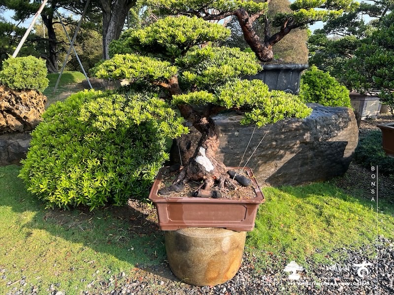 img 3988 1 [晶鑽羅漢松]等待，是為了下一次的蛻變(129) 盆栽(Bonsai)