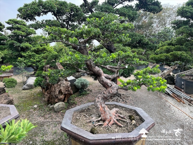 img 3993 1 [晶鑽羅漢松]等待，是為了下一次的蛻變(130) 蛻變專題(The plan)