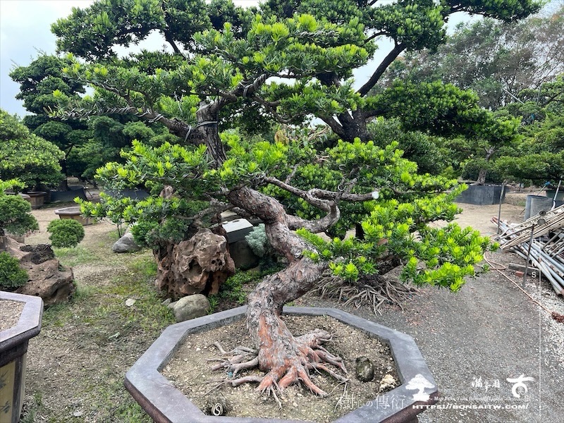 img 3994 1 [晶鑽羅漢松]等待，是為了下一次的蛻變(130) 蛻變專題(The plan)