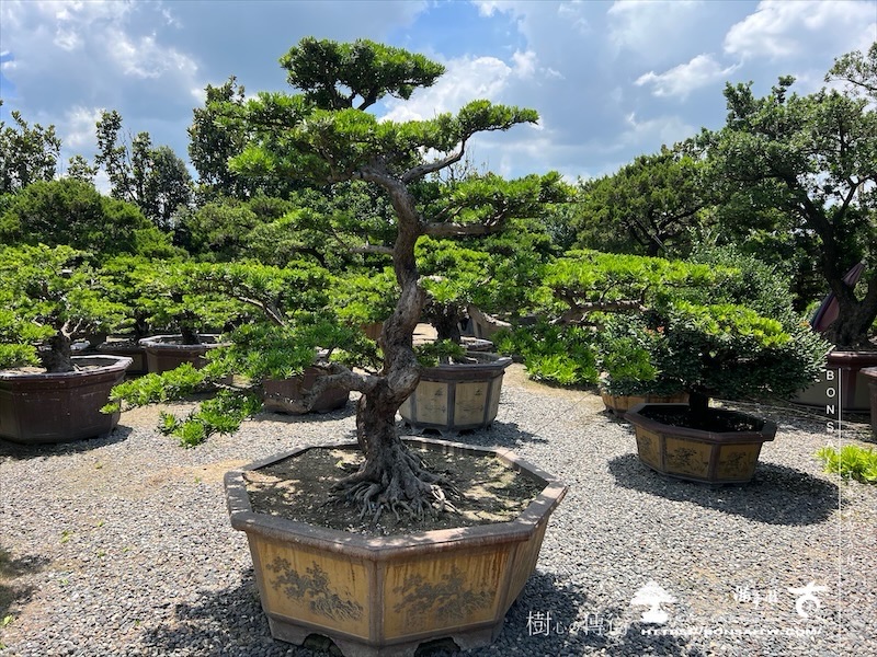 img 3996 1 [晶鑽羅漢松]等待，是為了下一次的蛻變(132) 蛻變專題(The plan)