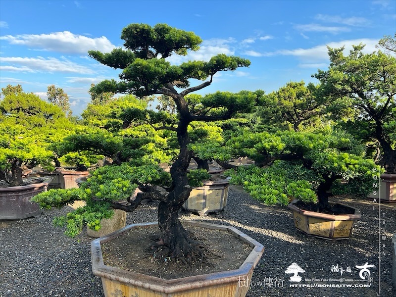 img 3998 1 [晶鑽羅漢松]等待，是為了下一次的蛻變(132) 蛻變專題(The plan)