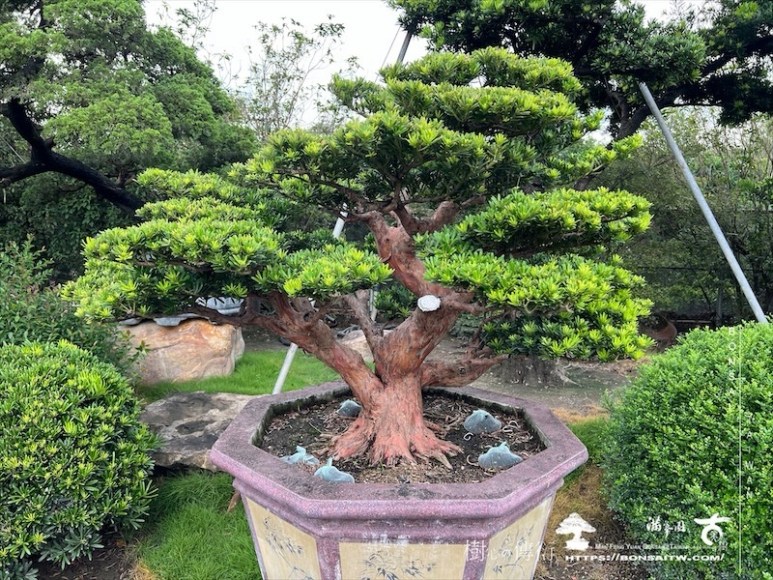 img 3999 1 [晶鑽羅漢松]等待，是為了下一次的蛻變(102) 盆栽(Bonsai)