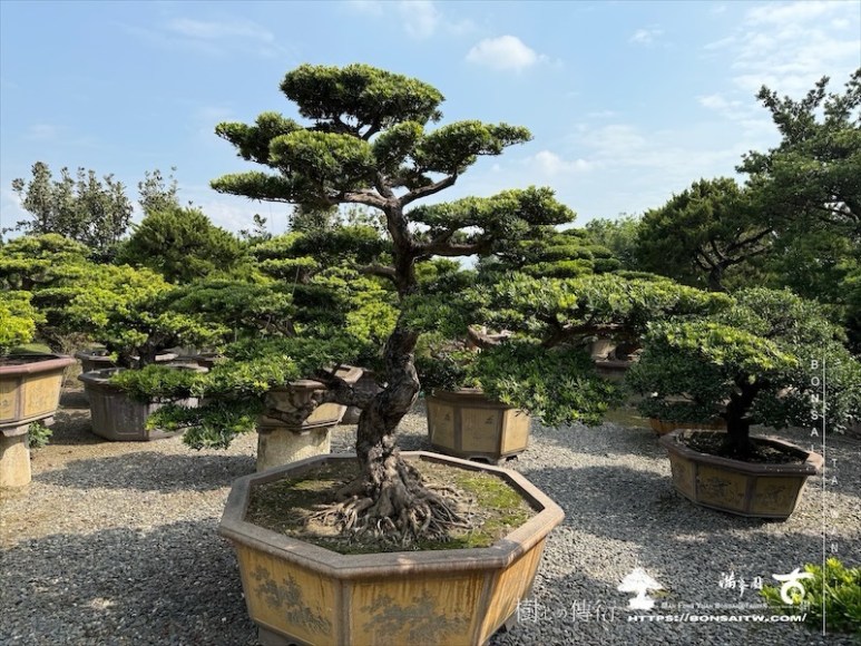 img 4001 1 [晶鑽羅漢松]等待，是為了下一次的蛻變(132) 蛻變專題(The plan)