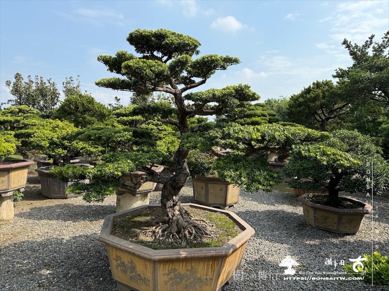 img 4001 1 [晶鑽羅漢松]等待，是為了下一次的蛻變(132) 蛻變專題(The plan)